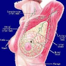 سرطان الثدي الخبيث - سرطان الثدي الشرس - فحص ذاتي سرطان الثدي - لا تلمس ذراعي سرطان الثدي - ذكر سرطان الثدي - دلائل سرطان الثدي
