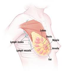 best breast cancer surgeon in pune