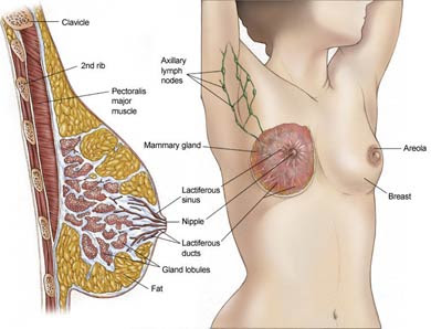 breast cancer surgeon in dhaka