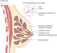 breast cancer surgeon las vegas