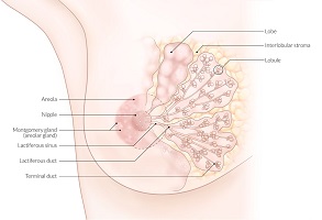 breast cancer surgeon memorial sloan kettering