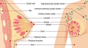 breast cancer surgeon pittsburgh